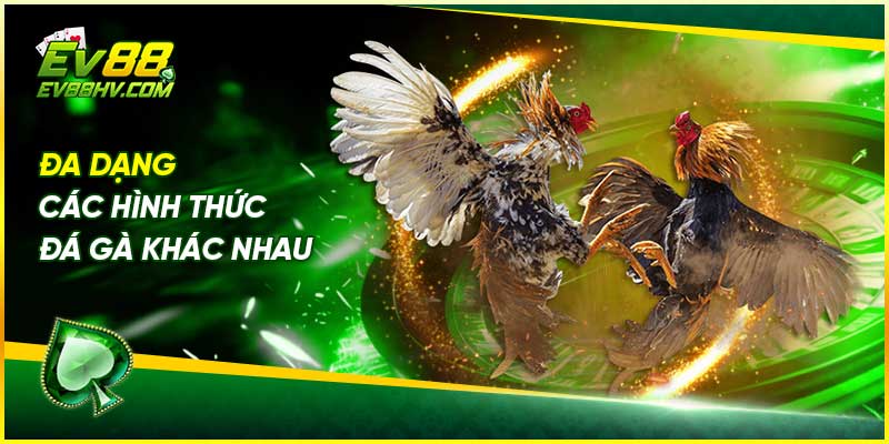 Đa dạng các hình thức đá gà khác nhau