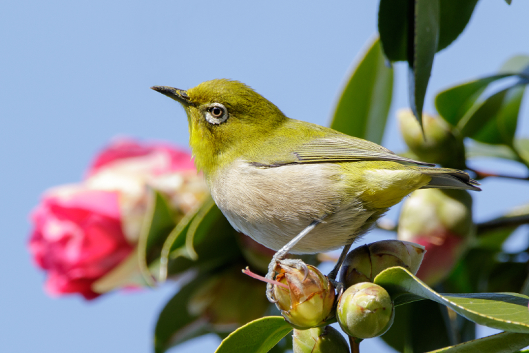 Mơ thấy chim khuyên mang điềm gì theo góc nhìn dân gian