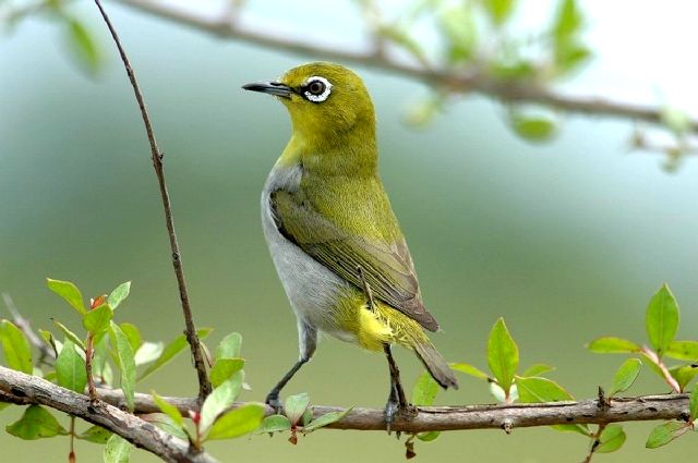 Mơ thấy chim khuyên trong các tình huống phổ biến